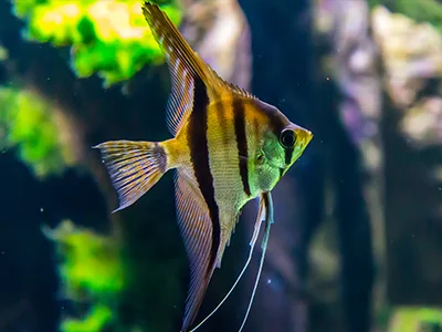 Zdjęcie ryby, która znajduje się w Oceanarium w Łebie