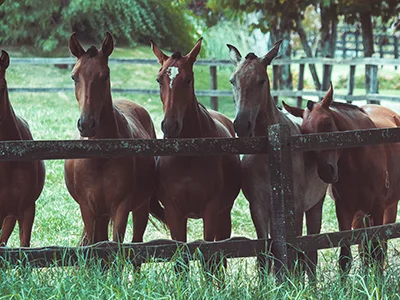 Zdjęcie koni, które patrzą zza zagrody w stadninie, która jest w Nowęcinie